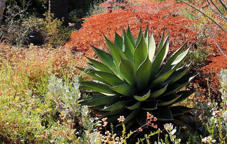 Agave shawii,Shaw's Agave, Century Plant Shaw's Agave, Coastal Agave, Gray Agave, Drought tolerant plant